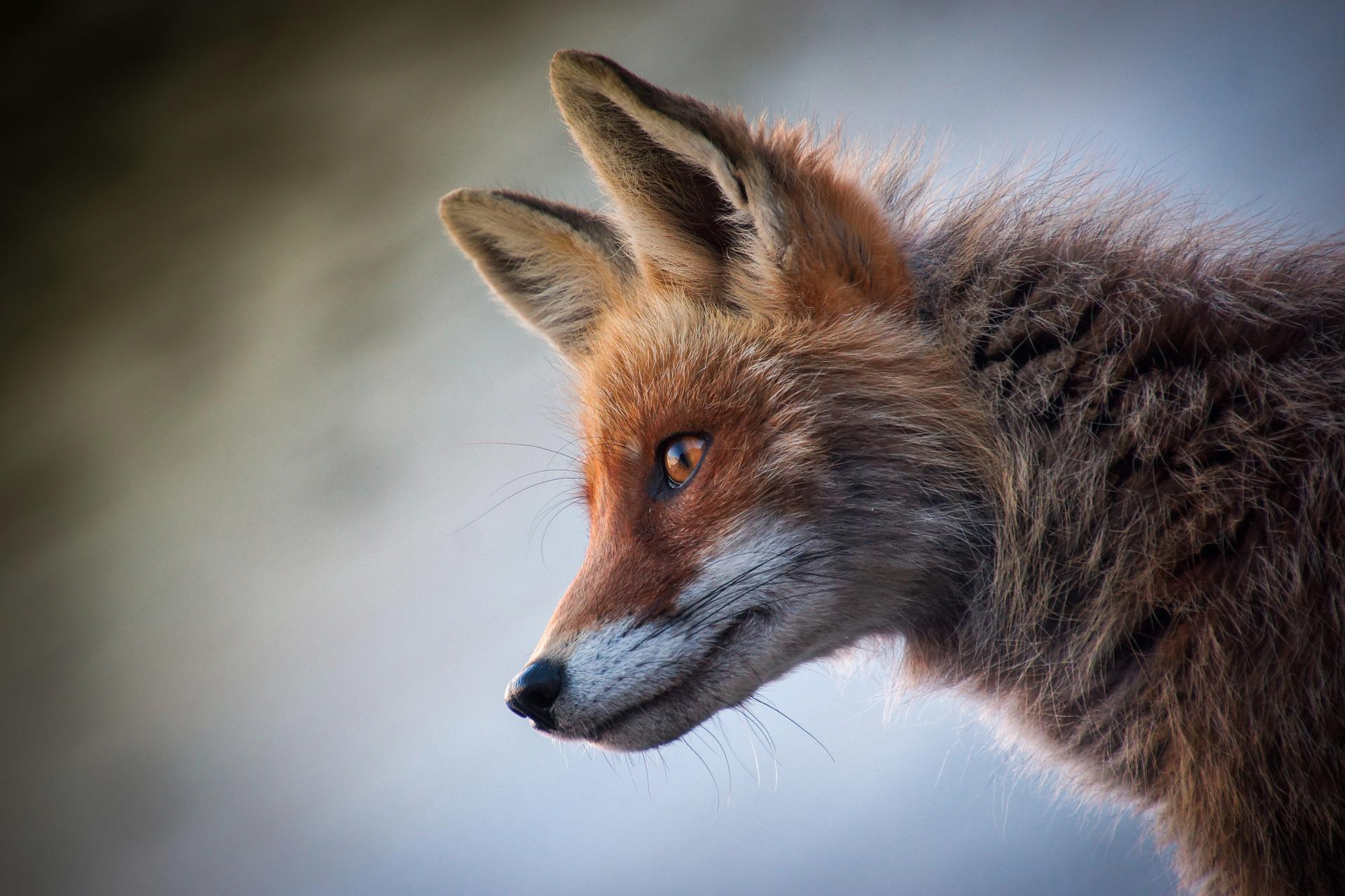 Fox 4589927 1920.jpg