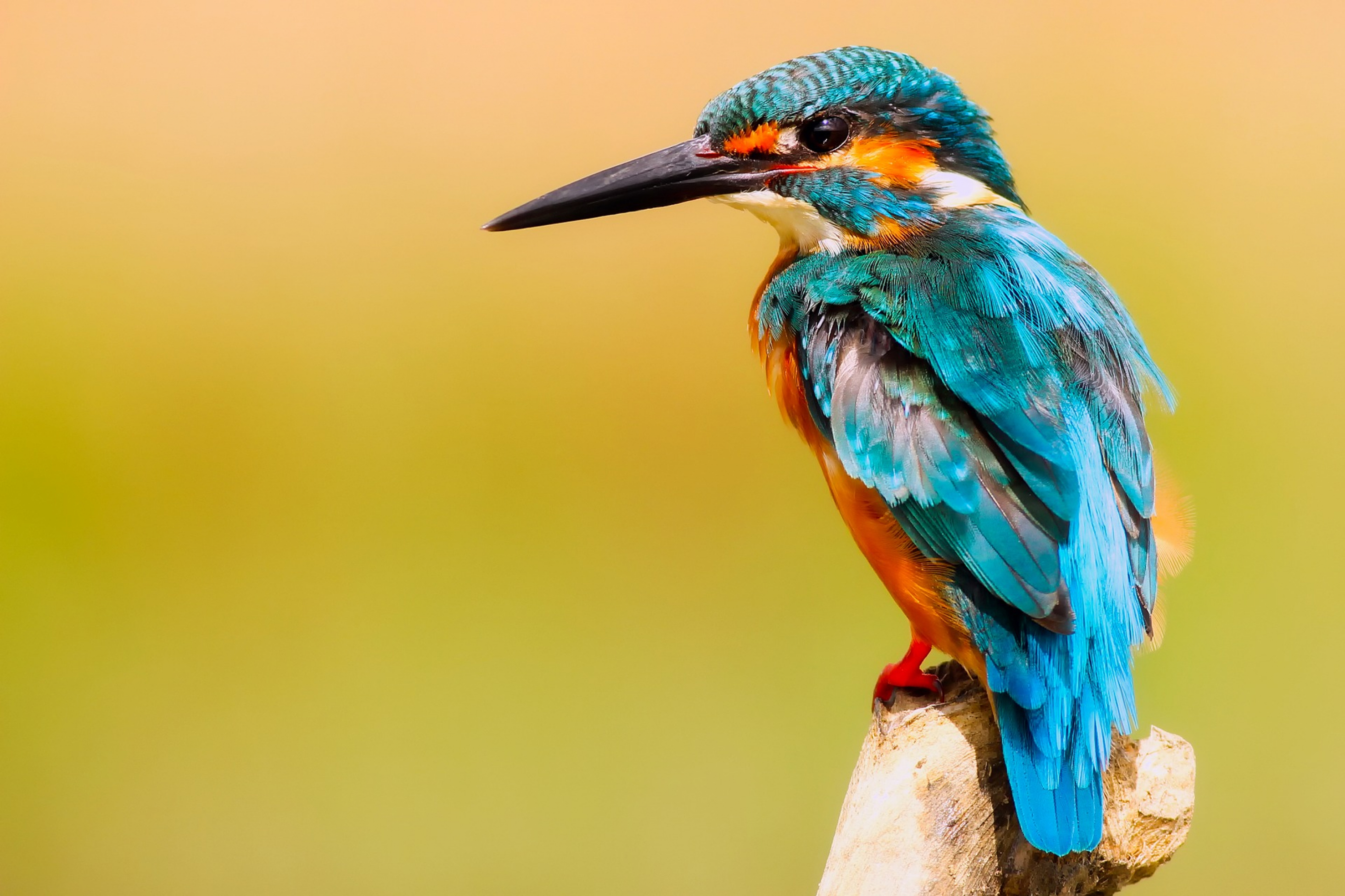 Kingfisher 2046453 1920.jpg