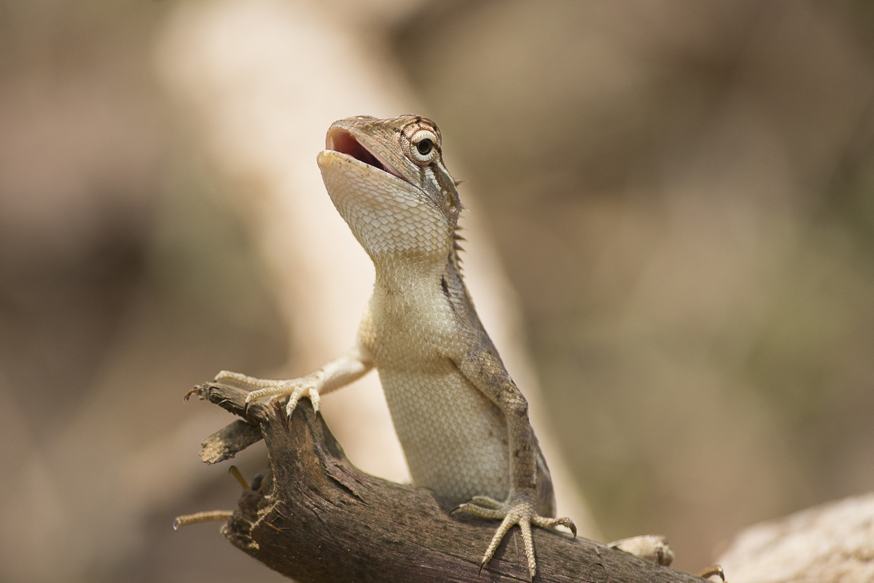 Oriental Garden Lizard 7195594 1920.jpg
