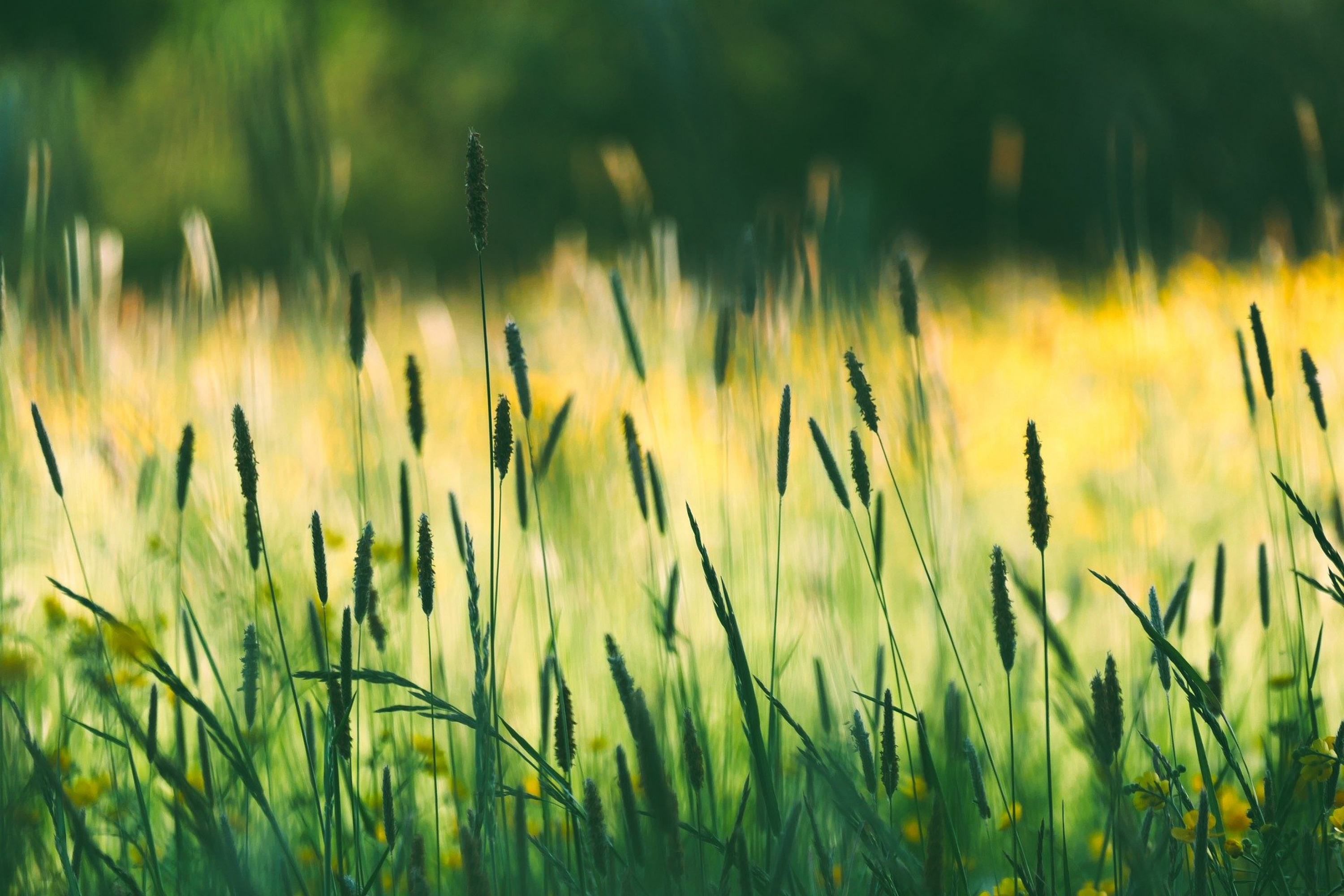 Wildflowers 7178819 1920.jpg